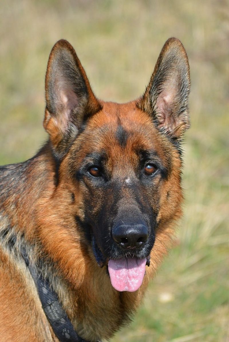 25 Dog Breeds That May Be Too Demanding for Older Owners 4 German Shepherd