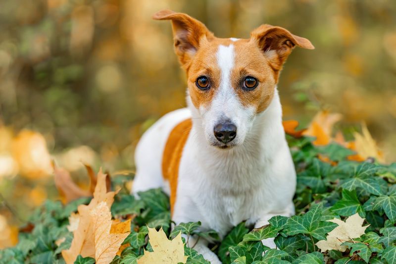 The rehoming story often starts long before the dog leaves - With expectations that were never realistic 7 Jack Russell Terrier - Pint-sized dynamo