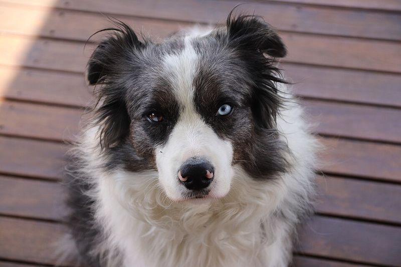 Bring home one of these energetic breeds and your lazy mornings may quietly disappear from the calendar 2 Border Collie