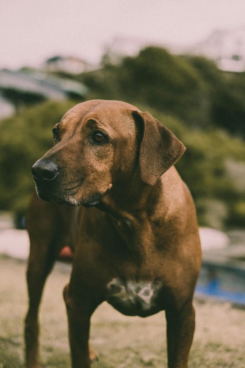Rhodesian Ridgeback