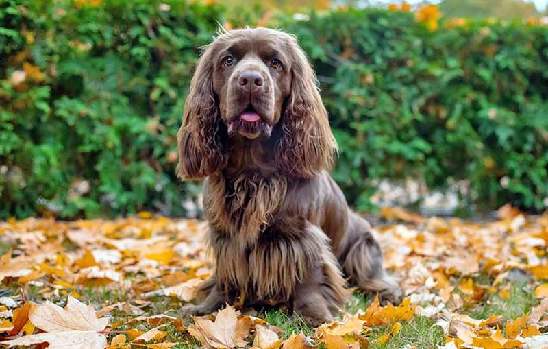 16 Laid-Back Dog Breeds That Would Happily Join You for Every Netflix Marathon 3 Sussex Spaniel