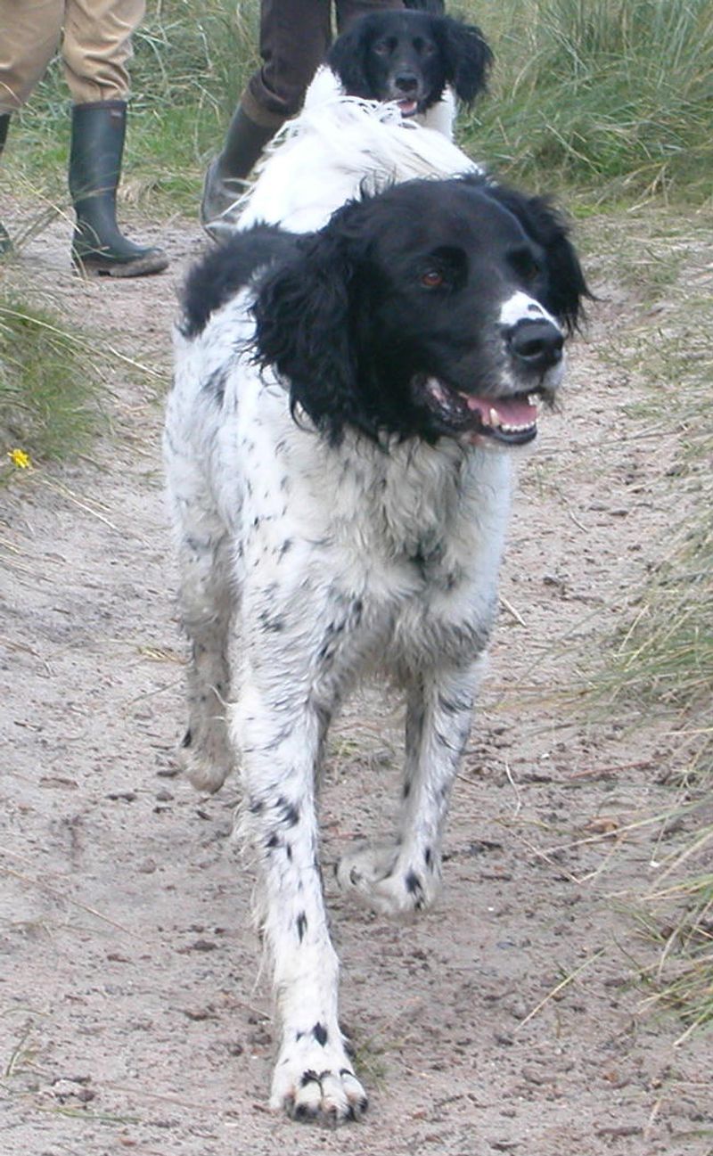 AI Enrichment Toys Are a Flex Now - 12 Breeds That Turn “Bored” Into Chaos Without Brain Games 12 Large Munsterlander