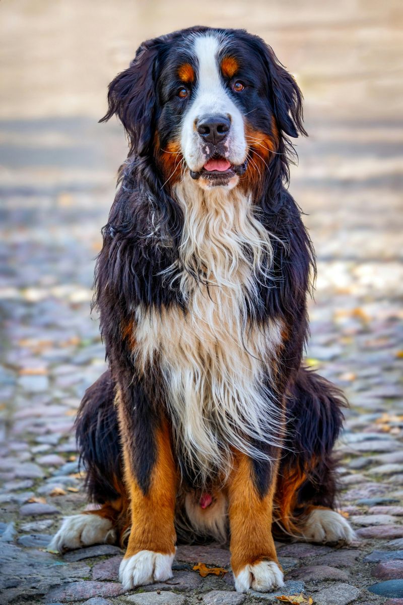 Bernese Mountain Dog