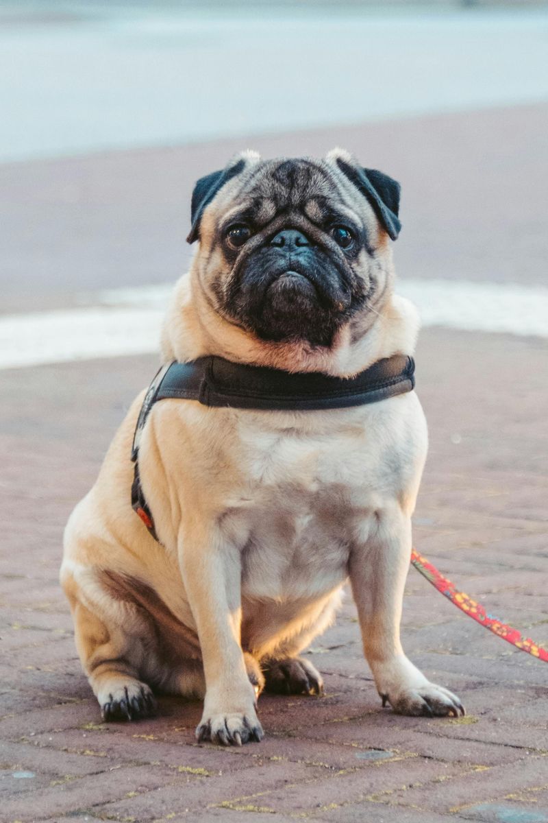 Pug