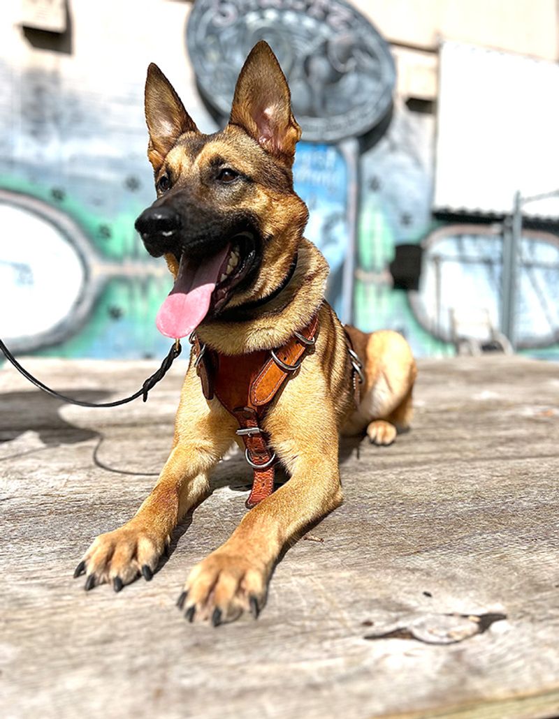 Belgian Malinois