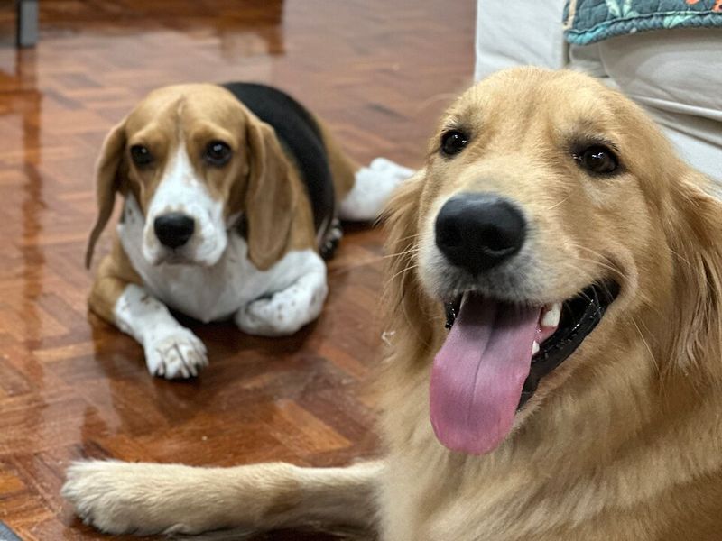 Sometimes the best dog is simply the one that makes everyday life easier 11 Beagle