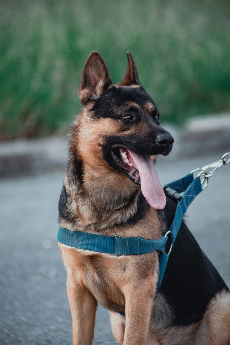 They mature slowly — puppy behavior lasts longer