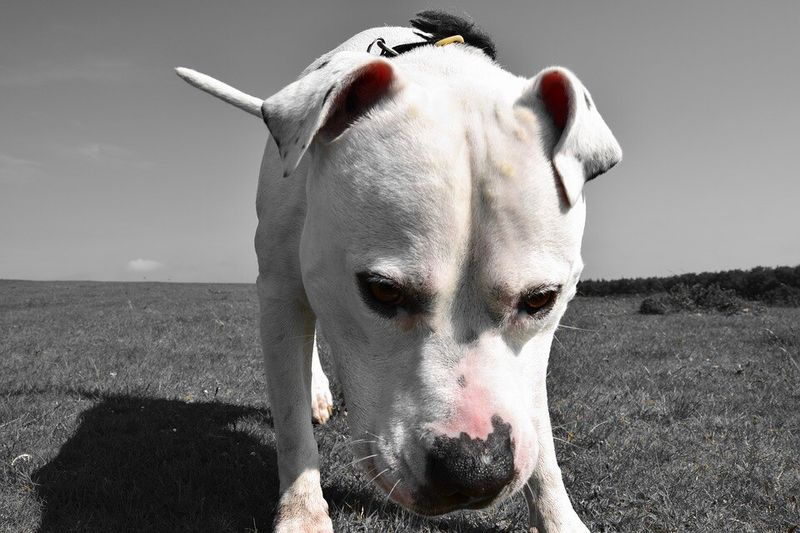American Bulldog