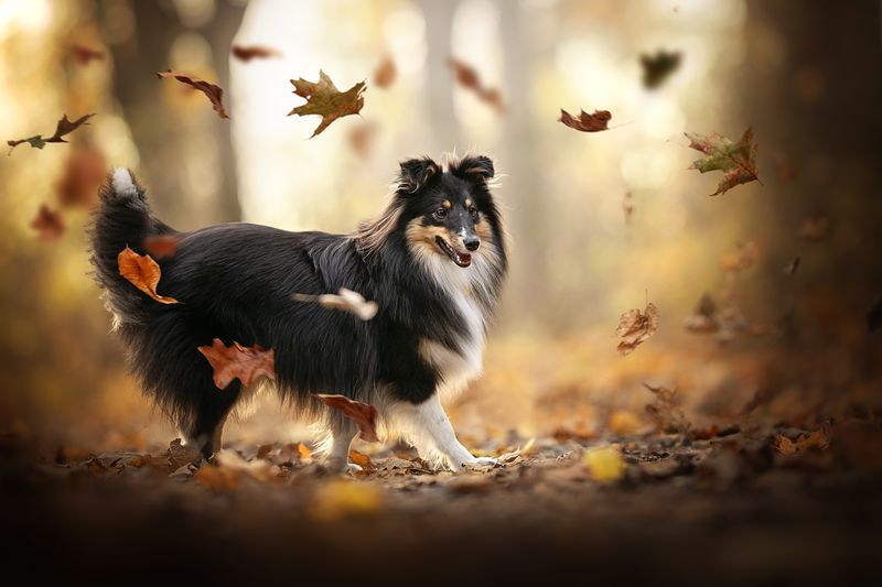 Shetland Sheepdog