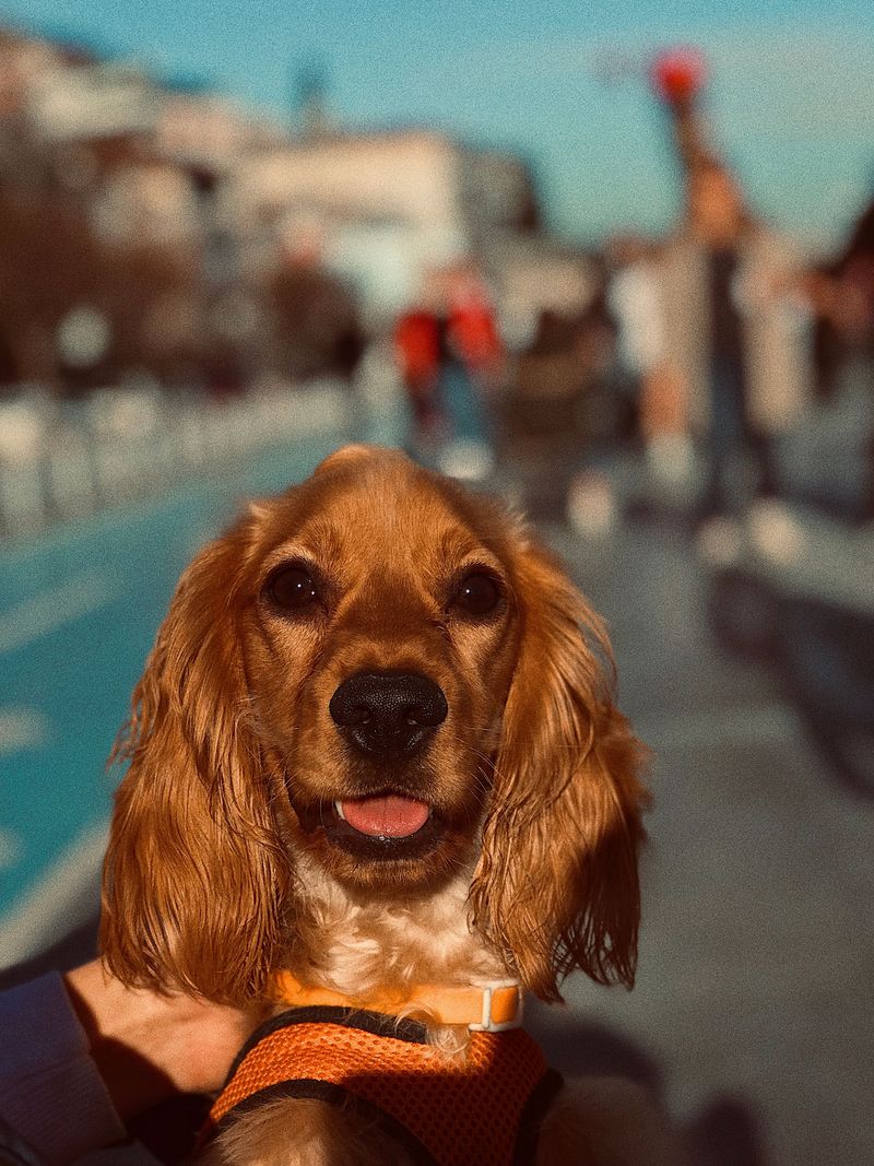 Cocker Spaniel