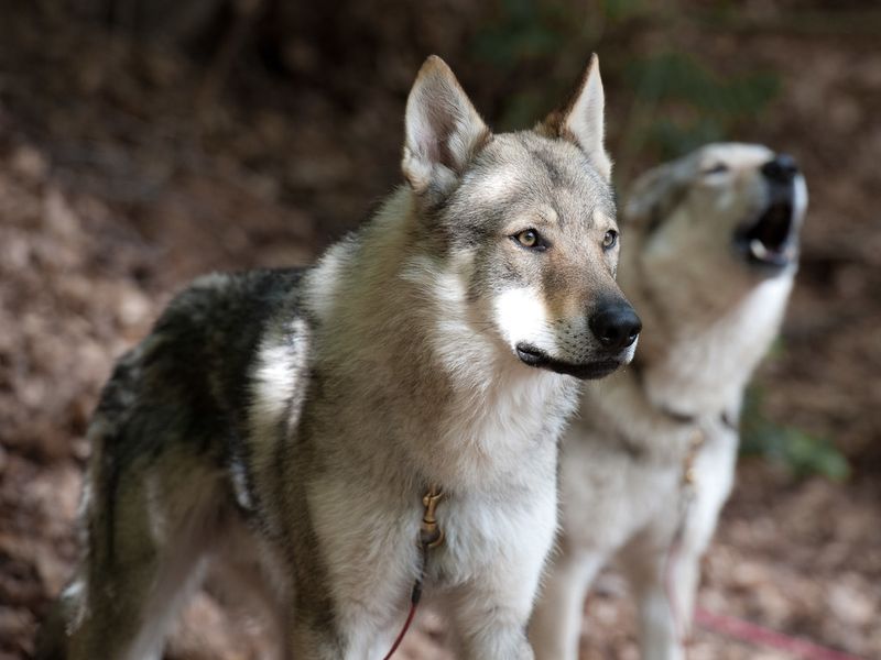 “Wolfish” Dogs Keep Taking Over Feeds - 11 Breeds With That Wild Northern Look 5 Czechoslovakian Wolfdog