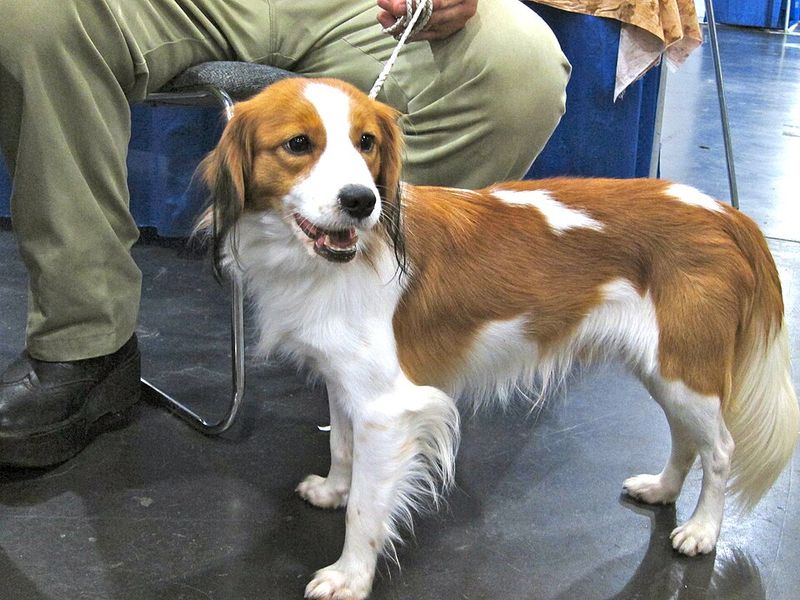 Kooikerhondje