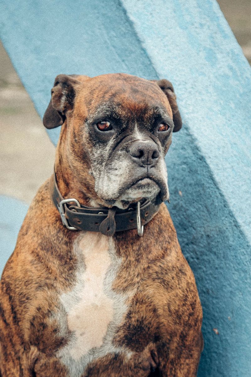 One look at these 13 dogs and you know they weren't built for sitting around 14 Boxer