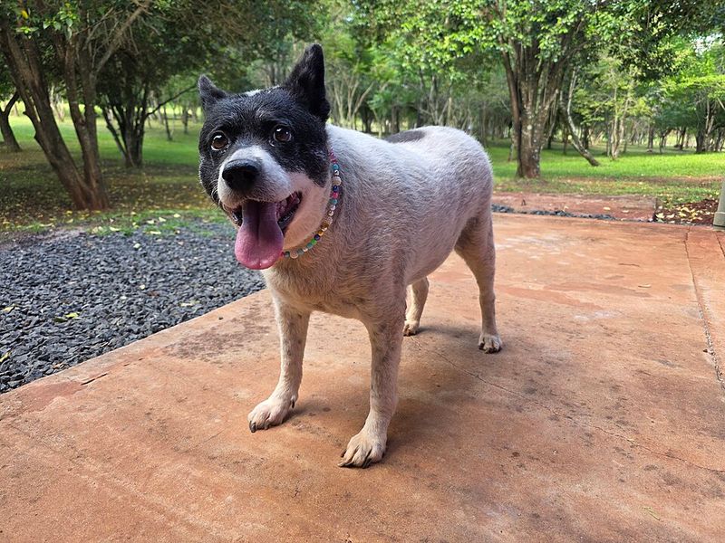 11 dogs that treat neighborhood noise like information - while everyone else hears background sound 11 Australian Cattle Dog