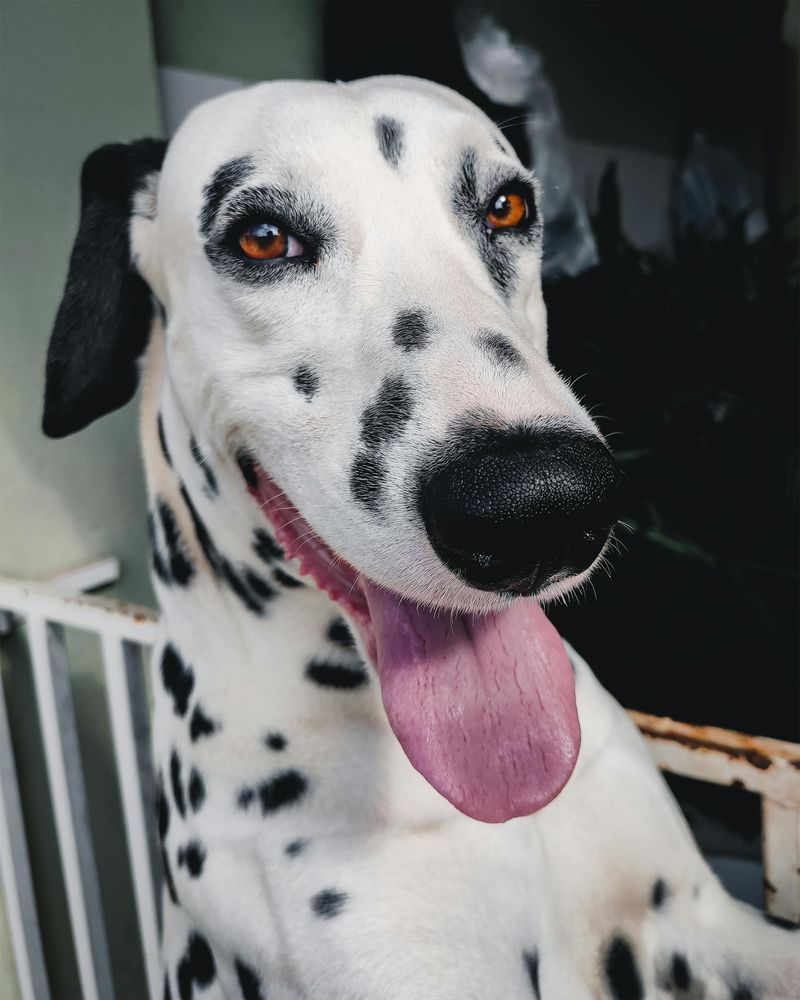 Dalmatian