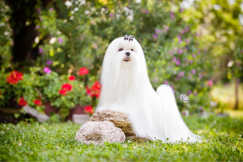 Maltese