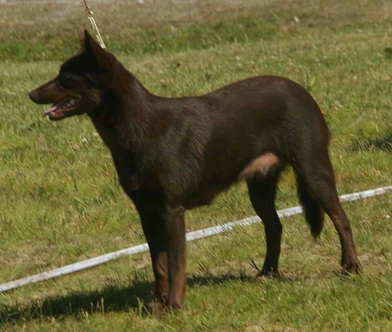 Australian Kelpie