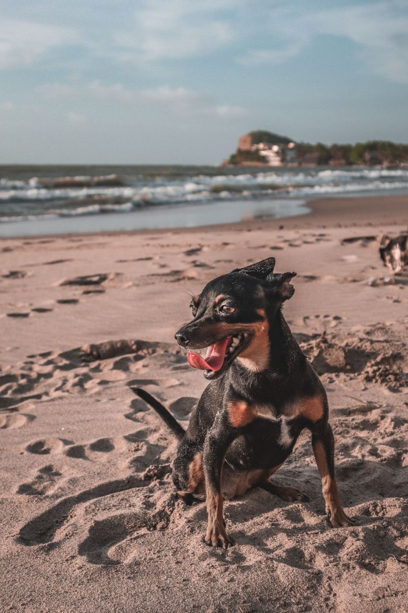 Pet another dog and suddenly these breeds may become very interested in what you're doing 9 Miniature Pinscher