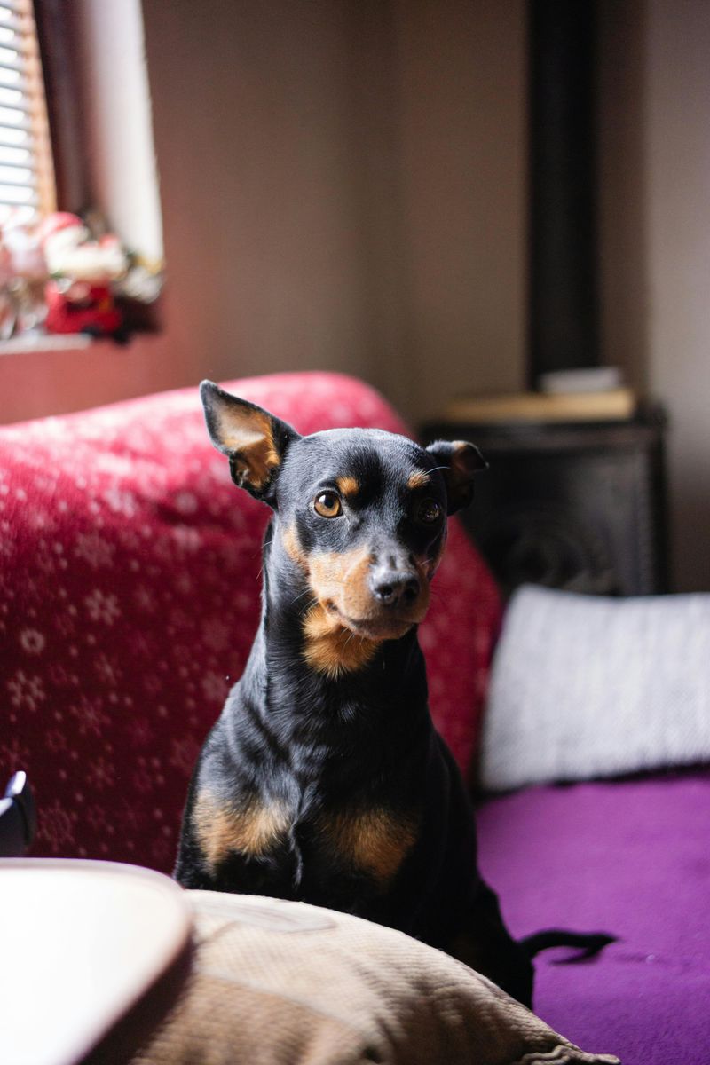 Miniature Pinscher