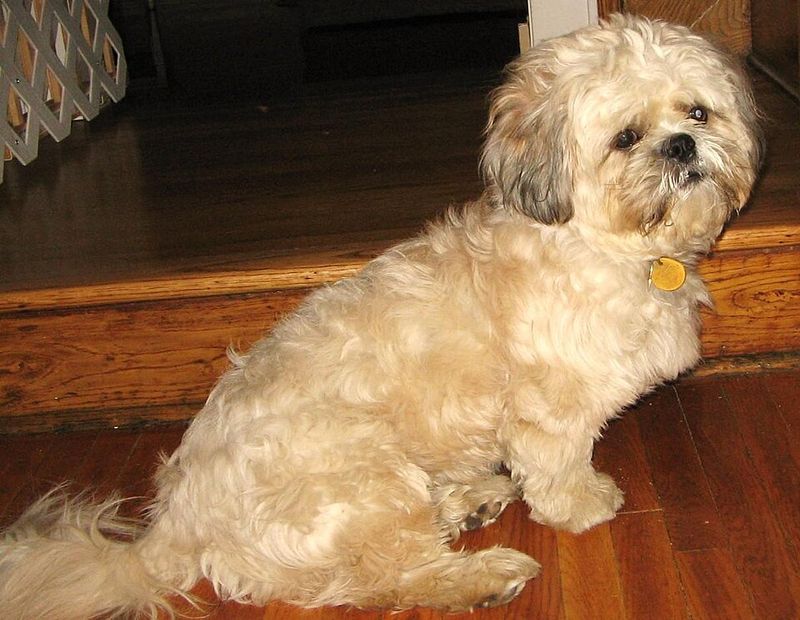 Zuchon (Bichon + Shih Tzu mix)
