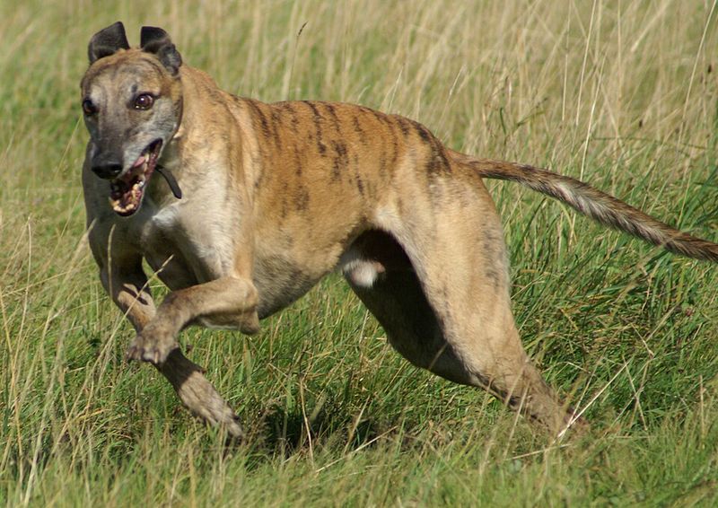 Some dogs want to participate in absolutely everything - These breeds are often better at giving you breathing room 5 Greyhound