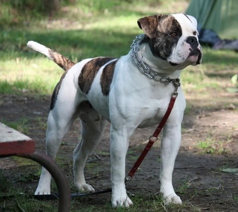 Before calling these dog breeds badly behaved, take a closer look at how they were raised 11 American Bulldog
