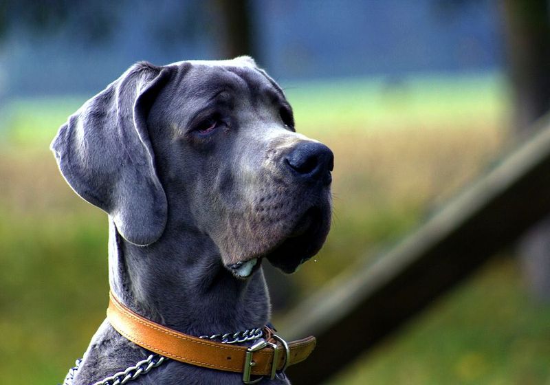 Quiet by nature, these 10 dog breeds fit peaceful homes beautifully 8 Great Dane