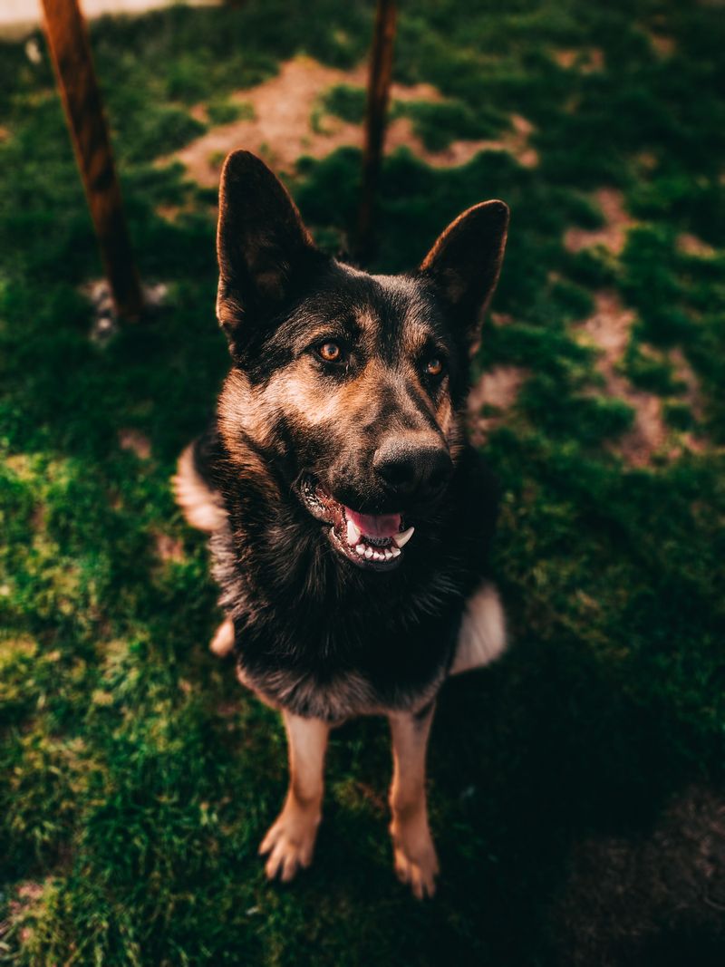Food isn't the only reward that keeps these responsive dog breeds engaged 3 German Shepherd