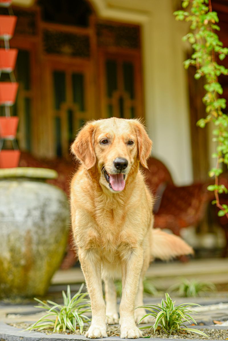 Golden Retriever