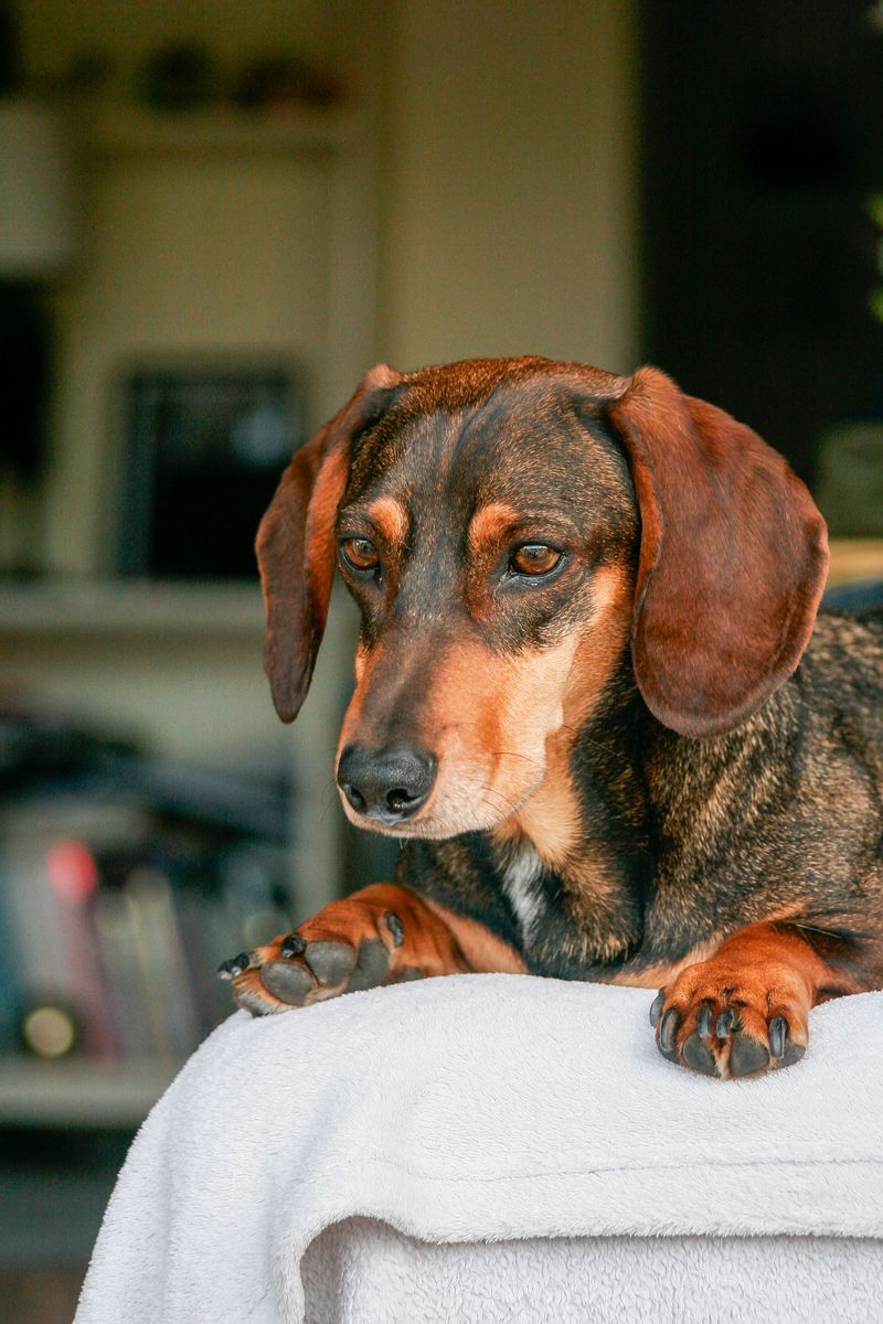Dachshund