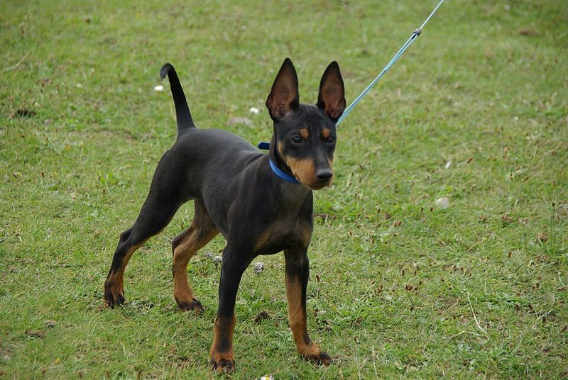 Toy Manchester Terrier