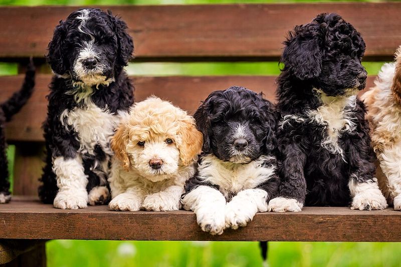 Stop wearing your dog out physically and start challenging them mentally instead 12 Portuguese Water Dog