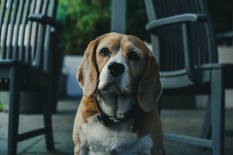 Beagle