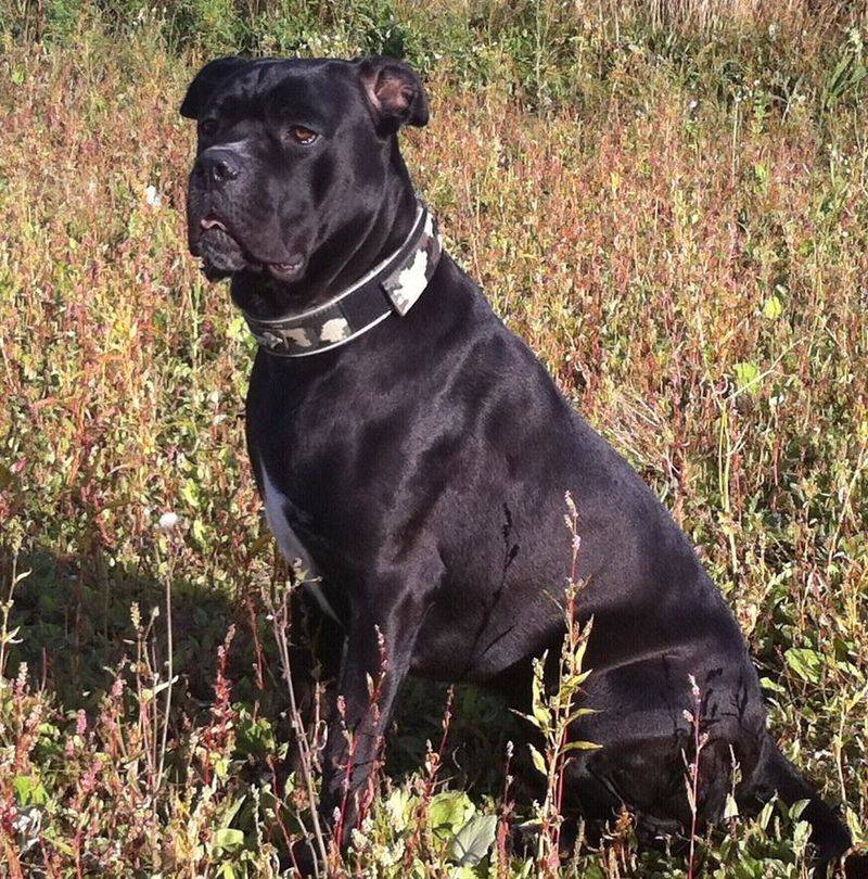 10 dog breeds that require careful handling due to potential aggression toward owners 2 Cane Corso