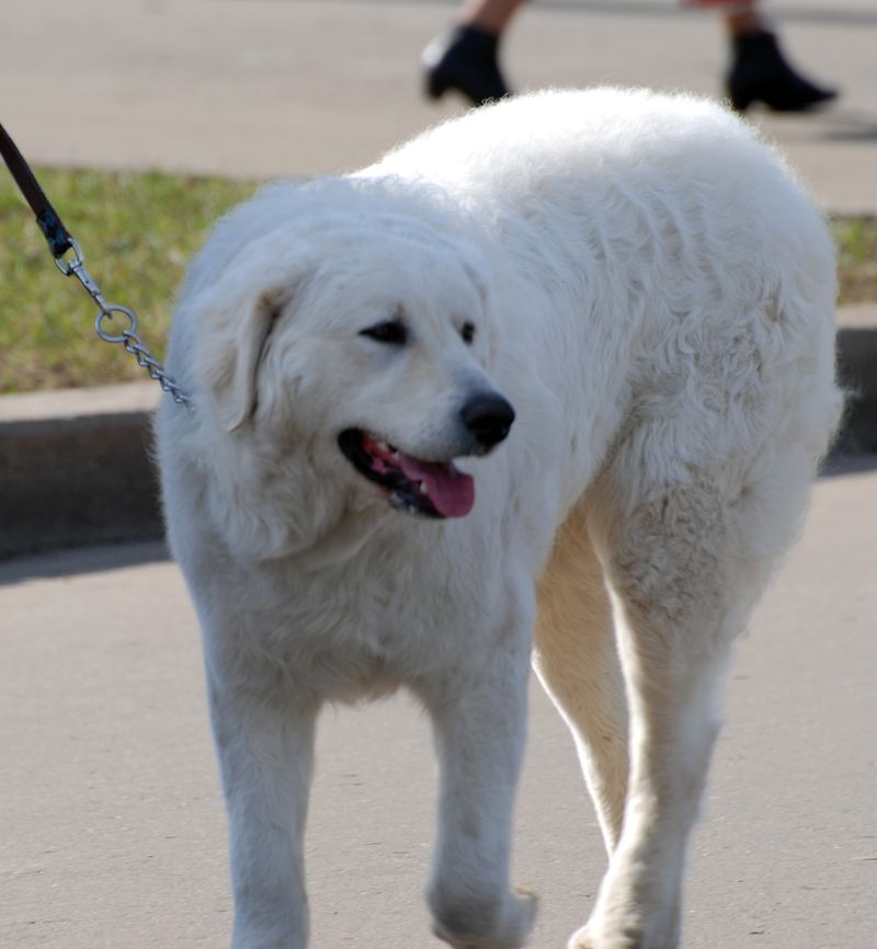 Kuvasz