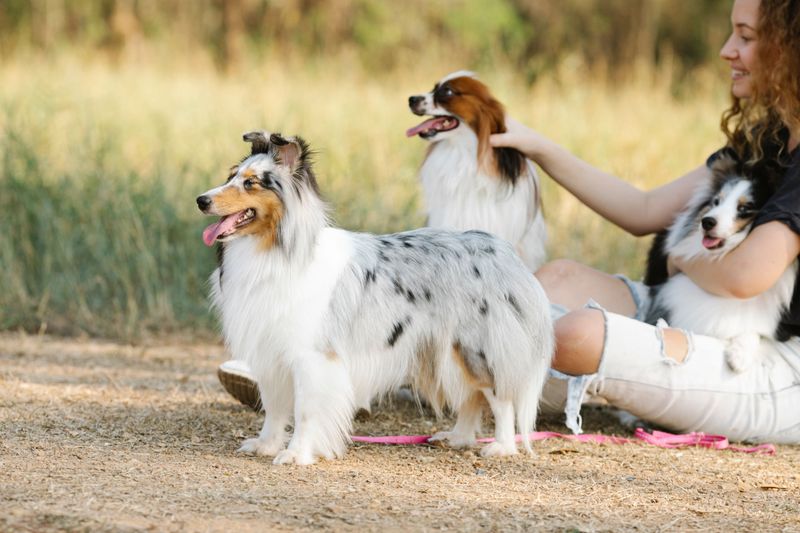 Want a dog that makes you think too? These clever breeds can keep their owners mentally involved 13 Shetland Sheepdog - the cheerful code breaker