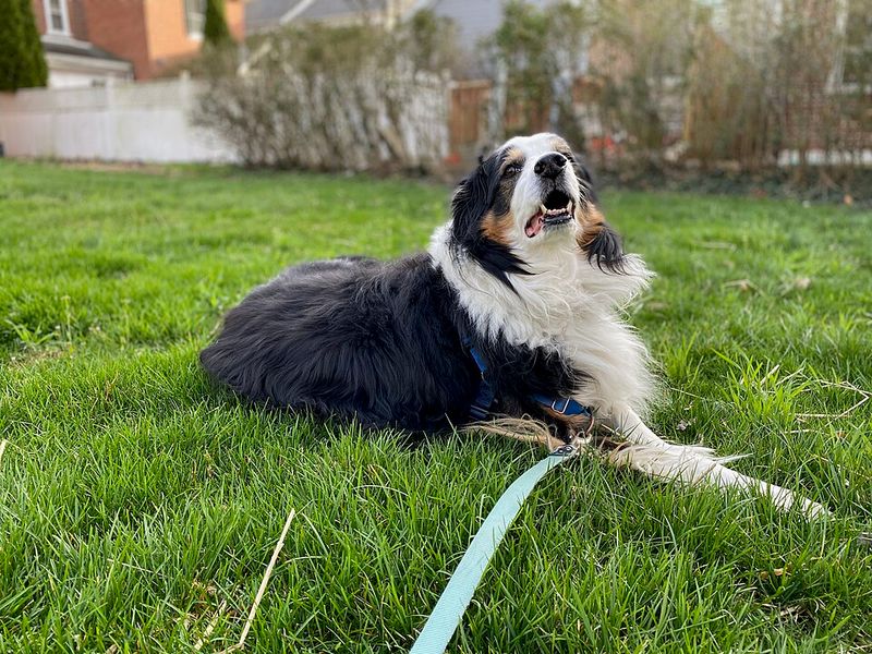 English Shepherd