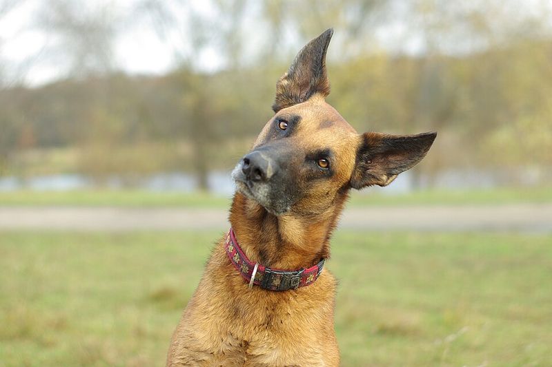 Belgian Malinois