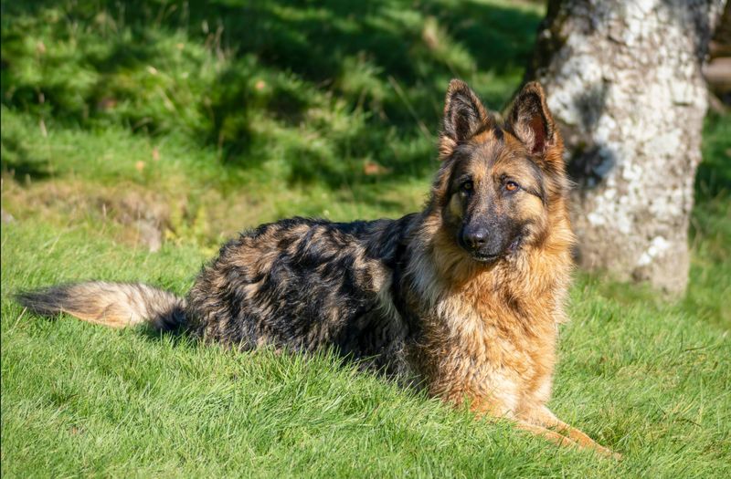 25 Dog Breeds That Command Respect Just by Their Presence 9 German Shepherd