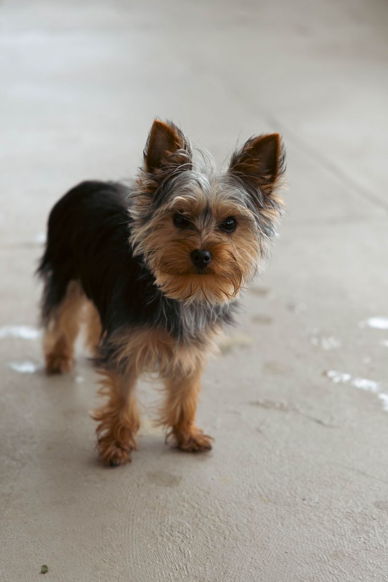 These dog breeds may follow you everywhere - but they don't always need you to entertain them 11 Yorkshire Terrier