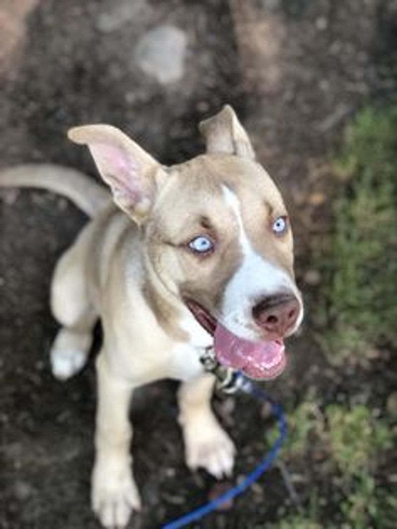 Pitsky