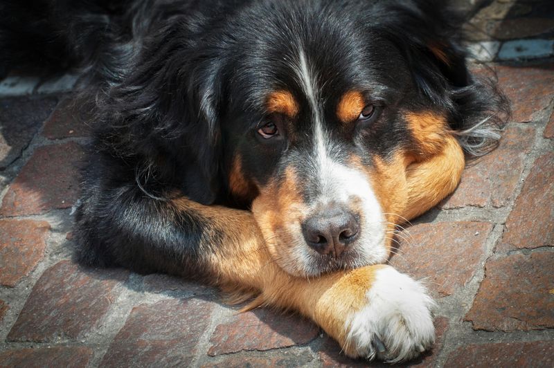 21 Affectionate Dog Breeds That Find Happiness in Simply Being Close 21 Bernese Mountain Dog