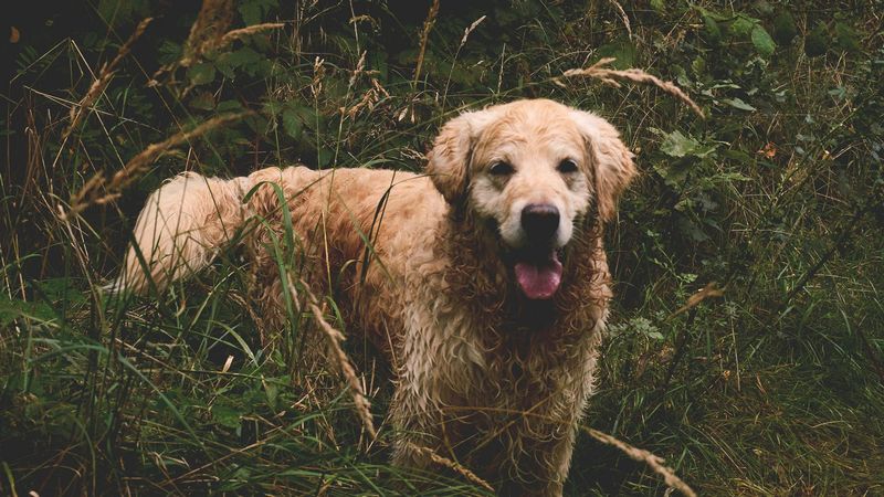 11 dog breeds that mature into exceptionally devoted companions 2 Golden Retriever