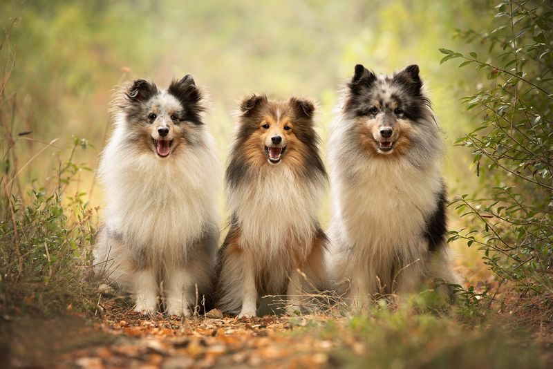Shetland Sheepdog