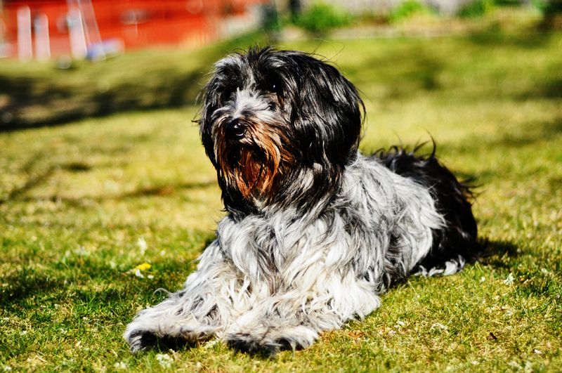 24 Dog Breeds Rapidly Rising in Popularity in 2025 24 Schapendoes