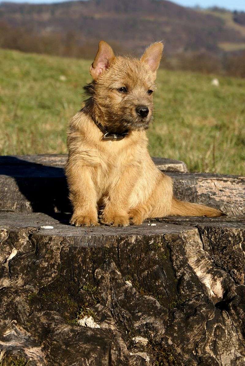 Looking for the Perfect Dog? Here Are 17 Breeds That Instantly Win Hearts 10 Norwich Terrier