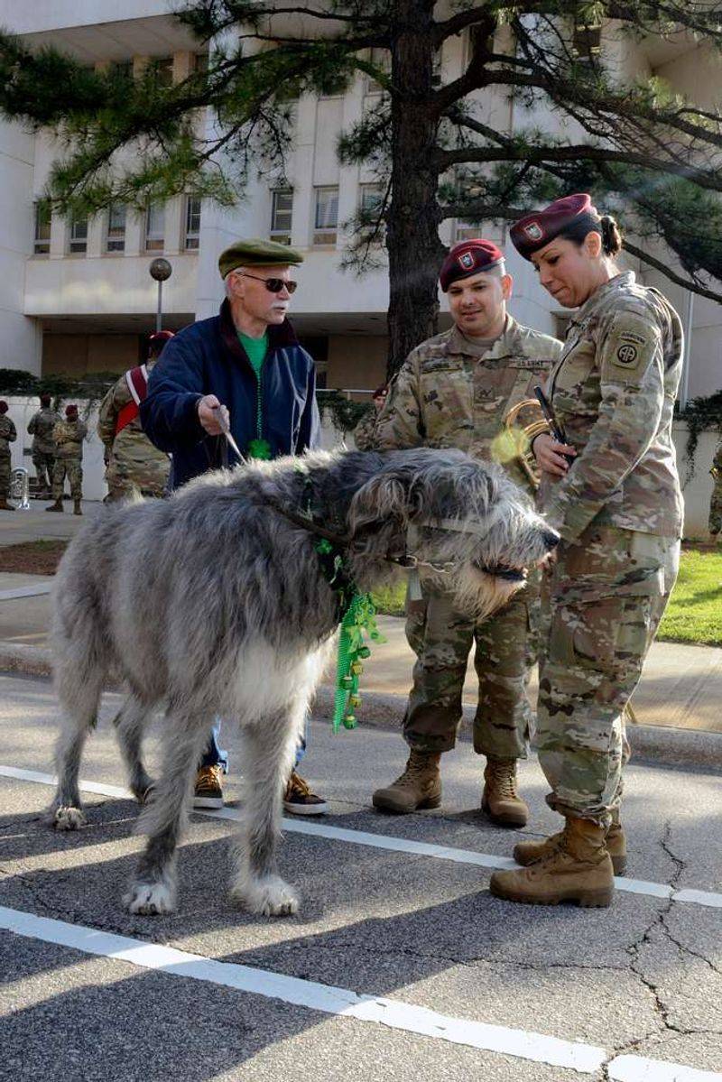 Irish Wolfhound