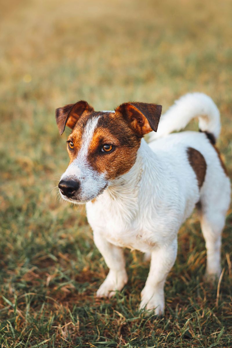 27 High-Maintenance Dog Breeds That Can Test Even Experienced Owners 8 Jack Russell Terrier
