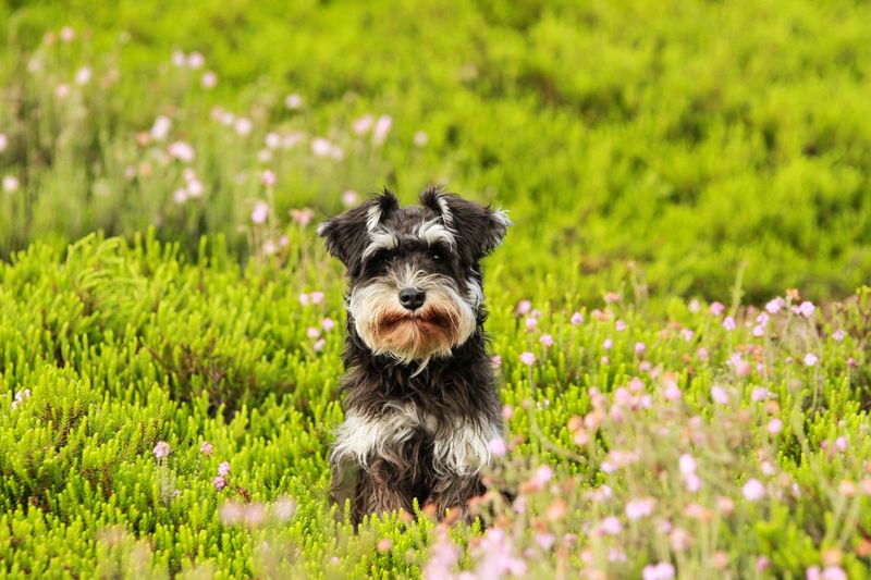 26 Friendly Dog Breeds That Get Along with Almost Everyone 17 Miniature Schnauzer