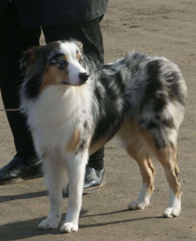 Miniature American Shepherd
